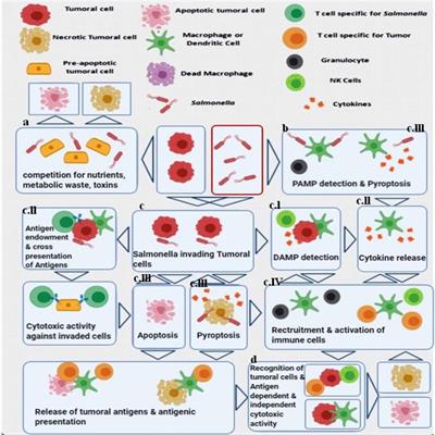 Use of Salmonella Bacteria in Cancer Therapy: Direct, Drug Delivery and Combination Approaches